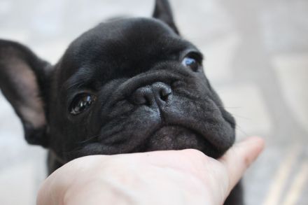French Bulldog puppies