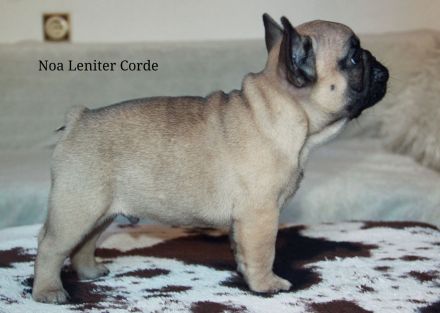French Bulldog puppies