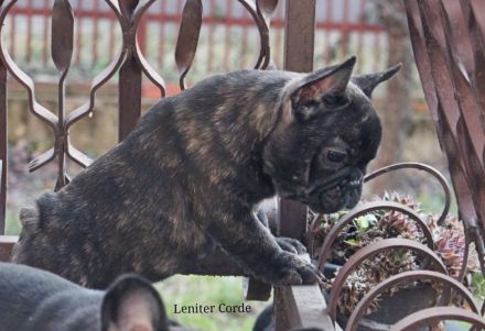 French Bulldog puppies