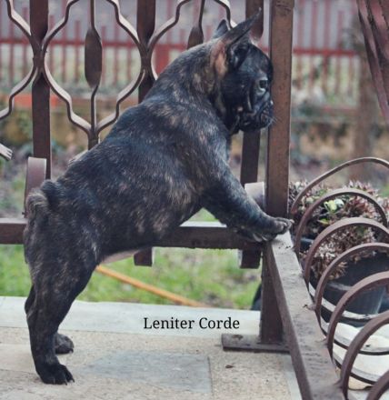 French Bulldog puppies