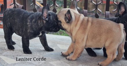 French Bulldog puppies
