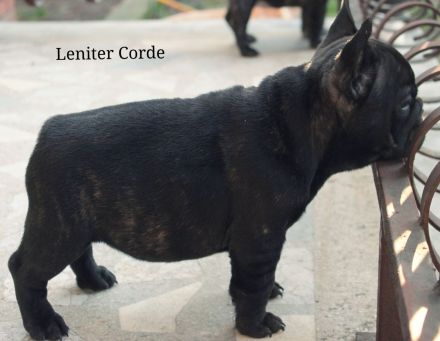 French Bulldog puppies