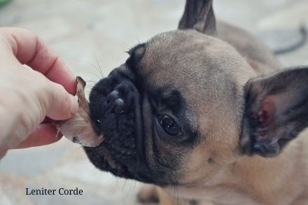 French Bulldog puppies