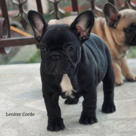 French Bulldog puppies