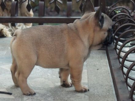 French Bulldog puppies