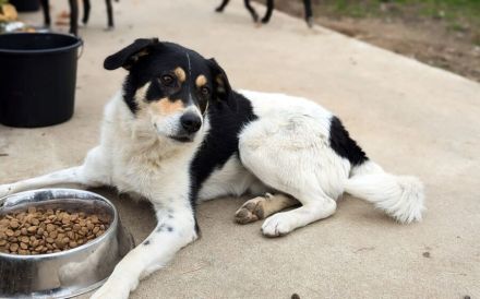 Sarut wartet schon Jahre auf sein Zuhause – das hat Spuren hinterlassen.
