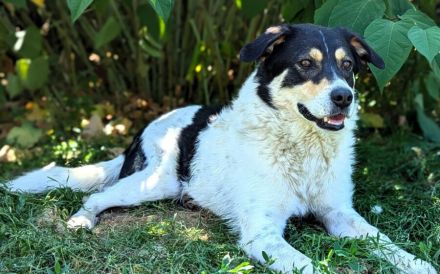 Sarut wartet schon Jahre auf sein Zuhause – das hat Spuren hinterlassen.