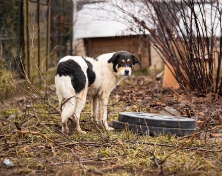 Sarut wartet schon Jahre auf sein Zuhause – das hat Spuren hinterlassen.
