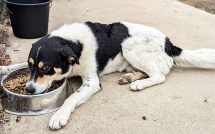 Sarut wartet schon Jahre auf sein Zuhause – das hat Spuren hinterlassen.