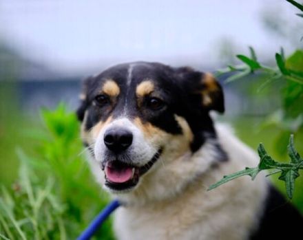 Sarut wartet schon Jahre auf sein Zuhause – das hat Spuren hinterlassen.