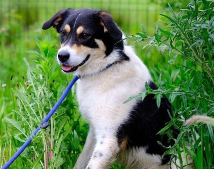 Sarut wartet schon Jahre auf sein Zuhause – das hat Spuren hinterlassen.