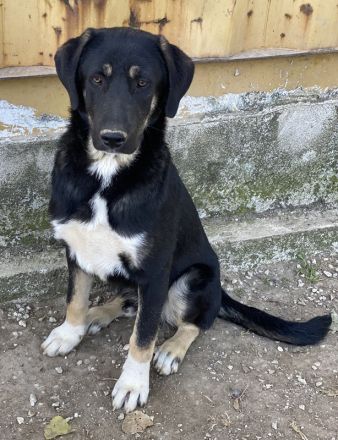 Lavera & Kuno, geb. ca. 11/2023, lebt in GRIECHENLAND, im städt. Tierheim Serres