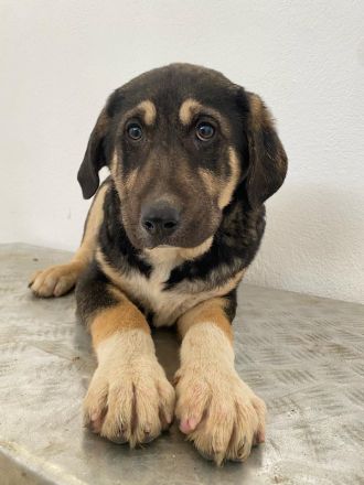 Lavera & Kuno, geb. ca. 11/2023, lebt in GRIECHENLAND, im städt. Tierheim Serres