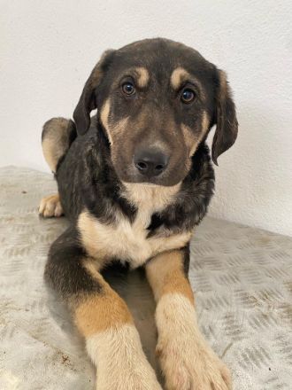 Lavera & Kuno, geb. ca. 11/2023, lebt in GRIECHENLAND, im städt. Tierheim Serres