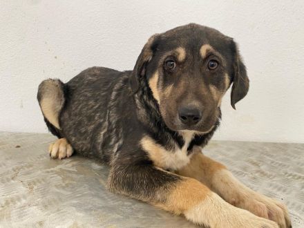 Lavera & Kuno, geb. ca. 11/2023, lebt in GRIECHENLAND, im städt. Tierheim Serres