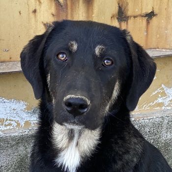 Lavera & Kuno, geb. ca. 11/2023, lebt in GRIECHENLAND, im städt. Tierheim Serres