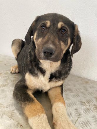 Lavera & Kuno, geb. ca. 11/2023, lebt in GRIECHENLAND, im städt. Tierheim Serres