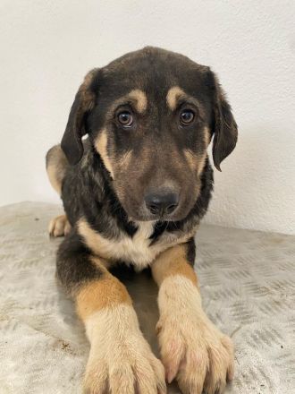 Lavera & Kuno, geb. ca. 11/2023, lebt in GRIECHENLAND, im städt. Tierheim Serres