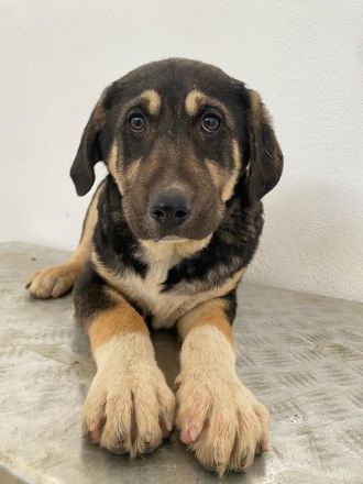 Lavera & Kuno, geb. ca. 11/2023, lebt in GRIECHENLAND, im städt. Tierheim Serres