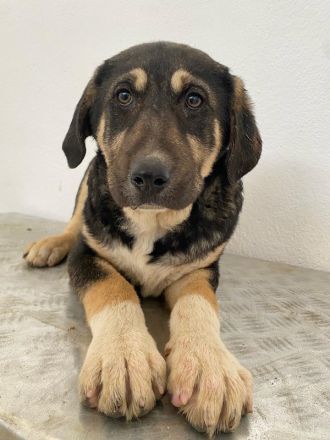 Lavera & Kuno, geb. ca. 11/2023, lebt in GRIECHENLAND, im städt. Tierheim Serres