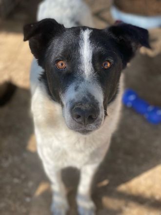 Merenda, geb. ca. 02/2023, lebt in GRIECHENLAND, im städt. Tierheim Serres