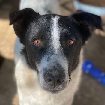 Merenda, geb. ca. 02/2023, lebt in GRIECHENLAND, im städt. Tierheim Serres