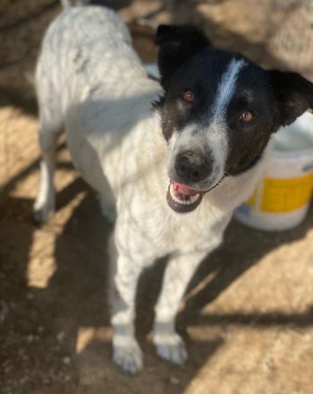 Merenda, geb. ca. 02/2023, lebt in GRIECHENLAND, im städt. Tierheim Serres