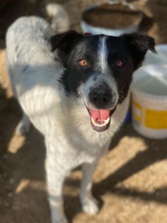 Merenda, geb. ca. 02/2023, lebt in GRIECHENLAND, im städt. Tierheim Serres