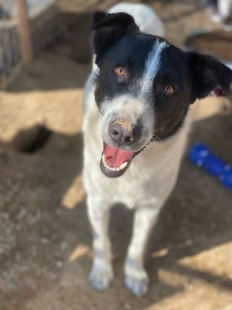 Merenda, geb. ca. 02/2023, lebt in GRIECHENLAND, im städt. Tierheim Serres