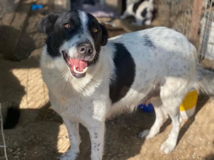 Merenda, geb. ca. 02/2023, lebt in GRIECHENLAND, im städt. Tierheim Serres