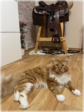 Maine coon Deckkater in paradise red