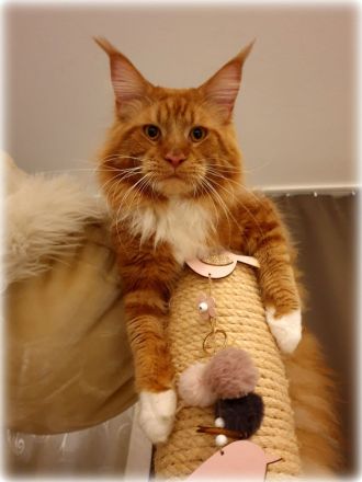 Maine coon Deckkater in paradise red