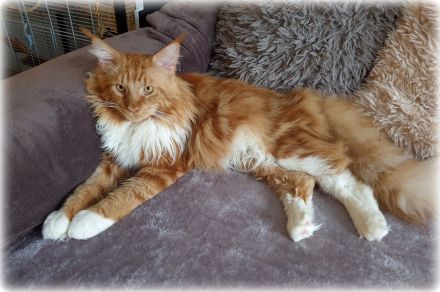 Maine coon Deckkater in paradise red