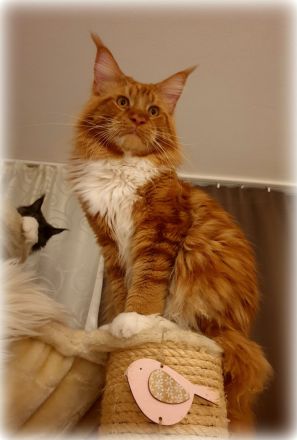 Maine coon Deckkater in paradise red