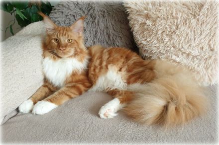Maine coon Deckkater in paradise red