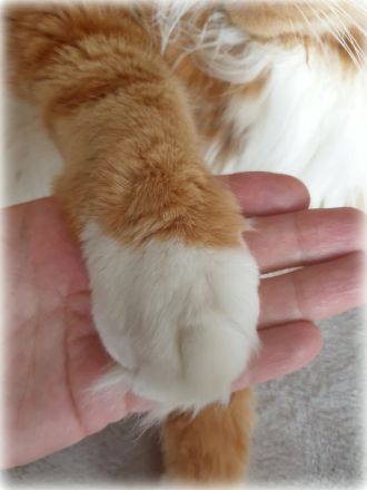 Maine coon Deckkater in paradise red