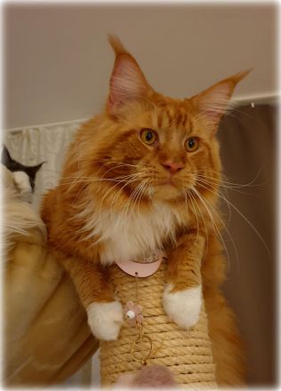 Maine coon Deckkater in paradise red