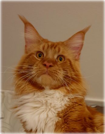 Maine coon Deckkater in paradise red