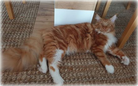 Maine coon Deckkater in paradise red