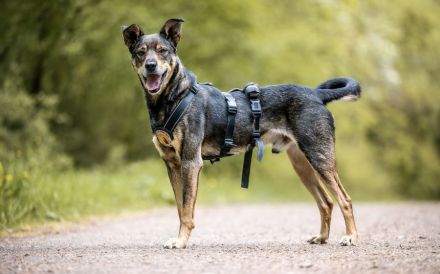 Süßer Beni hat leider immer noch keine Anfrage