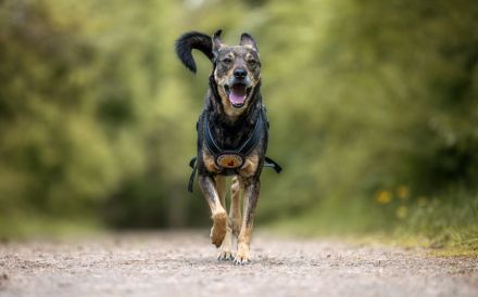 Süßer Beni hat leider immer noch keine Anfrage