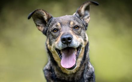 Süßer Beni hat leider immer noch keine Anfrage