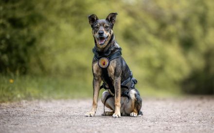 Süßer Beni hat leider immer noch keine Anfrage