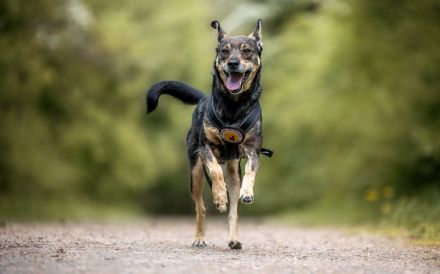 Süßer Beni hat leider immer noch keine Anfrage