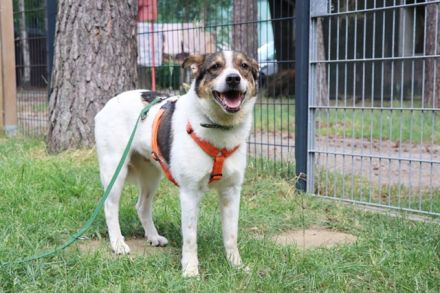 Bobby, Hütehund-Mix, geb. 2015, sensibler Rüde su. einfühlsame, ruhige Menschen