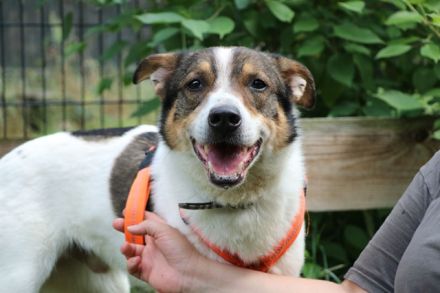 Bobby, Hütehund-Mix, geb. 2015, sensibler Rüde su. einfühlsame, ruhige Menschen