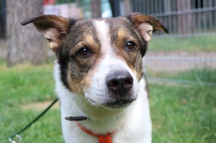 Bobby, Hütehund-Mix, geb. 2015, sensibler Rüde su. einfühlsame, ruhige Menschen