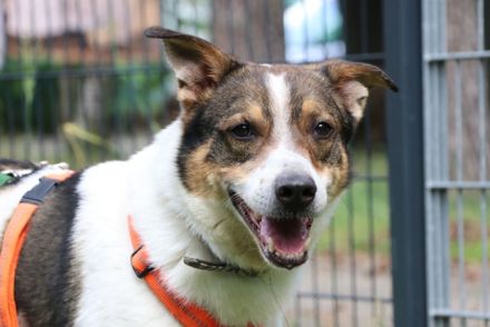 Bobby, Hütehund-Mix, geb. 2015, sensibler Rüde su. einfühlsame, ruhige Menschen