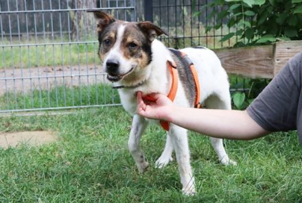 Bobby, Hütehund-Mix, geb. 2015, sensibler Rüde su. einfühlsame, ruhige Menschen