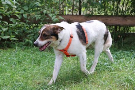 Bobby, Hütehund-Mix, geb. 2015, sensibler Rüde su. einfühlsame, ruhige Menschen